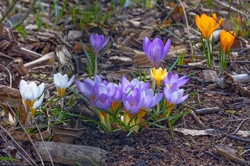 Violet and yellow colourful  crocus flowers in early spring