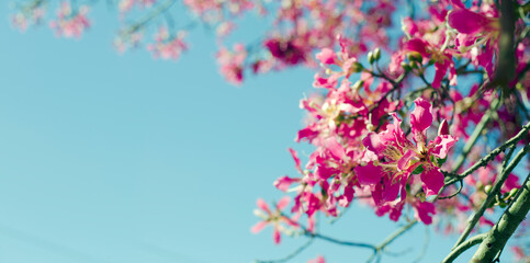 Obraz na płótnie Canvas spring blossom