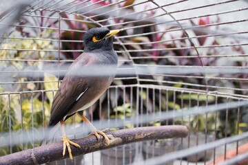 A nias bird in a cage