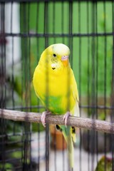 A parakeet in a cage