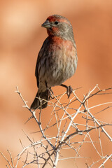 House Finch
Valley of Fire State Park
Nevada