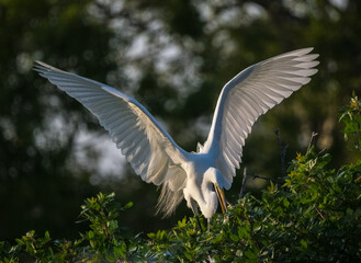 Obraz premium Great or American Egret with wings out at the Venice Audubon Rookery In Venice Florida USA