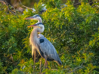 Pair of Great Blue Herons at the Venice Audubon Rookery in Venice Florida USA