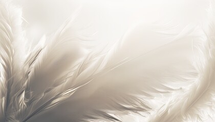 Light feather texture pattern background