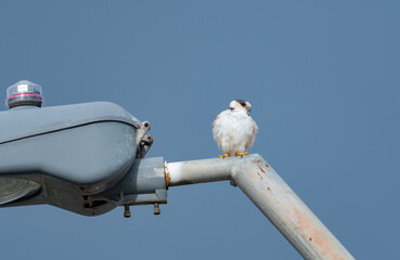 Pearl Kite, Gampsonyx swainsonii, perching attentively on top of a lamppost hunting for prey.