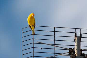 Small, yellow Saffron Finch perched on an antenna looking down in the bright sunlight.