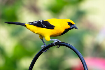 Yellow Oriole bird perched on a black metal post in a tropical garden.