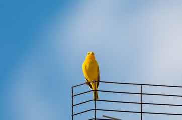 Small, yellow Saffron Finch perches on an antenna in the blue sky.