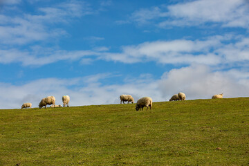 Sheep grazing on a hillside in the South Downs, on a sunny March day