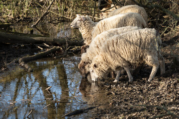 Flock of white sheep drinking from woodland stream, Marlow, Buckinghamshire, England, United Kingdom, Europe