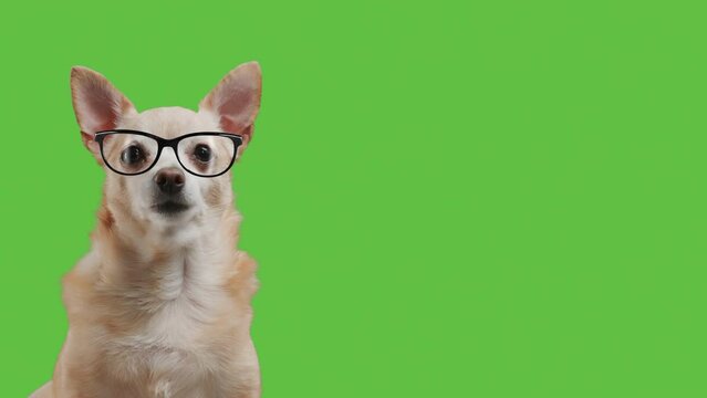 Dog wearing nerd glasses for work as a boss or secretary. Manager worker on green screen chroma key background