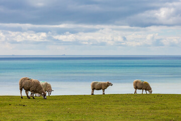 Grazing sheep in the South Downs near East Dean, with the ocean behind