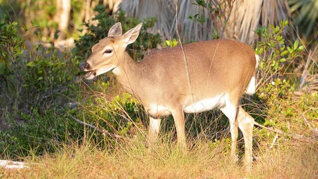 Key Deer are an endangered species that lives in the Florida Keys. In 1950 they were only 20-30 Key Deer left, but their current population is 700-800. They are the smallest deer in North American.
