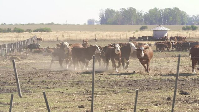 Braford is a cattle breed.