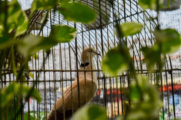 barbary dov  (Streptopelia roseogrisea)  in cage.