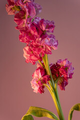 bouquet of pink carnations