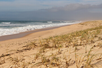 Grass growing on sandy beach next to the Atlantic Ocean on a windy winter day near Lisbon, Portugal.