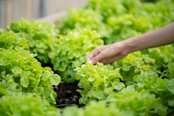 Close up hand farmer.Green oak salad.Asian woman hand picking up vegetable.