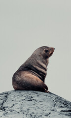 Profile Portrait of Fur Seal in Antarctica, Looking Out Into The Distance, From Top OF Rock