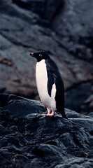Fototapeta premium Vertical Portrait of Adélie Penguin in Antarctica, Looking Out Into The Distance