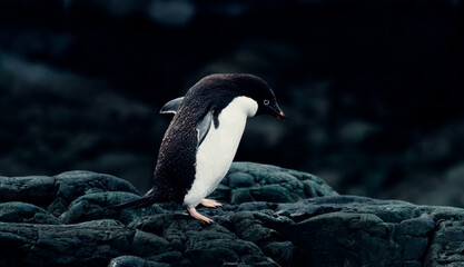 Portrait of Cute Adélie Penguin in Antarctica, Walking Over Rocky Terrain
