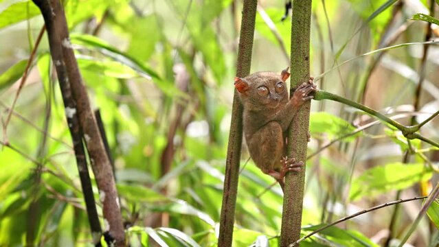 The unique and cute looking Tarsier. Shot on Bohol Philippines.