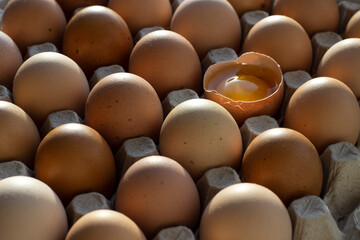 beautiful farm eggs. chicken eggs in shell