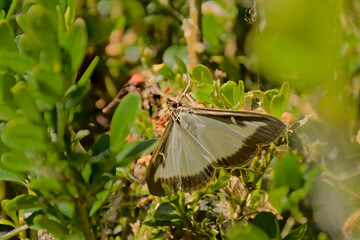 Box tree moth sitting on a buxus plant, selective focus  - Cydalima perspectalis