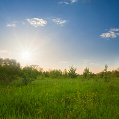 Obraz premium summer forest glade at the sunset