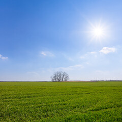Fototapeta na wymiar wide green rural fields with alone tree at sunny day, spring agricultural background
