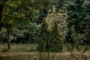 Festuca glauca, ornamental grasses and green pine trees in the garden in autumn. A winter garden in autumn tones