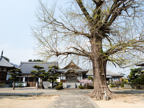 Tokushima, Japan - April 2, 2018: Springtime at Jizoji, temple number 5 on Shikoku pilgrimage