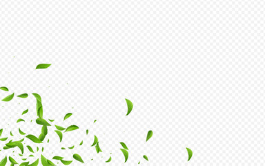 Mint Greens Fresh Vector Transparent Background