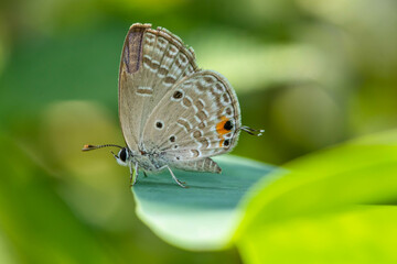 small butterfly perched on flowers and leaves