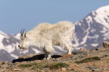 Mountain Goat on a Ridge in Colorado