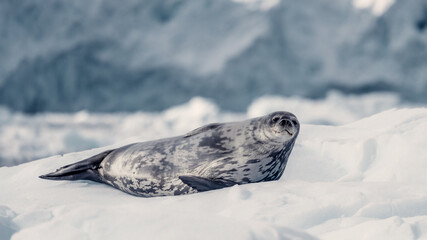 Weddell Seal, Resting on Ice, In Antarctica Funny Pose