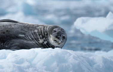 Weddell Seal, Resting on Ice, In Antarctica Looking at Camera