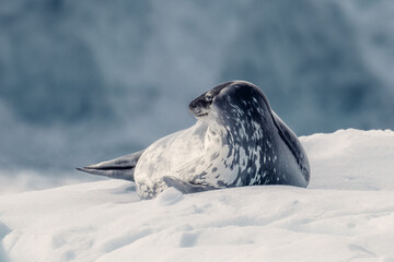Weddell Seal, Resting on Ice, In Antarctica