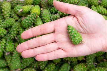 Naklejka na ściany i meble Many green young fir spruce cones. Preparing freshly gathered pinecones for making jam as alternative medicine remedy against cough and bronchitis.