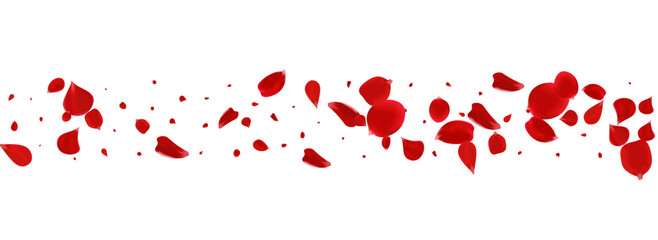 Pink Rose Summer Vector Panoramic White