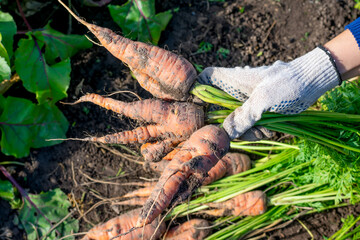 A lot of many ugly shaped and deformed carrots with twisted roots freshly digged and picked from...