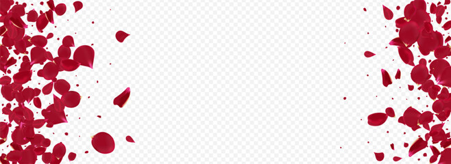 Pink Petal Beauty Vector Panoramic Transparent