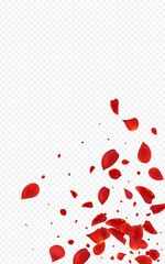 Pink Cherry Flying Vector Transparent Background.