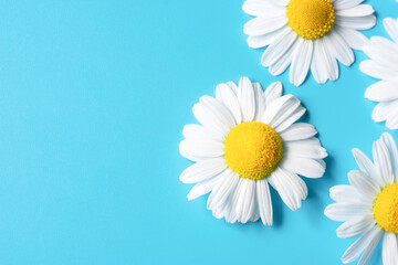 Fragile flowers of chamomile daisies  with yellow core and white soft petals on blue background. Symbol of eco cosmetics or love feelings.Copy space on summer floral botanical backdrop