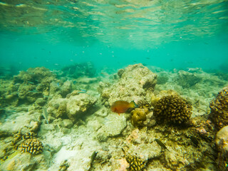 Naklejka na ściany i meble corals and tropical fish underwater sea life