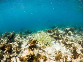 corals and tropical fish underwater sea life