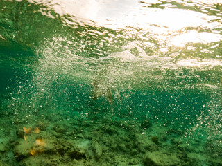 corals and tropical fish underwater sea life