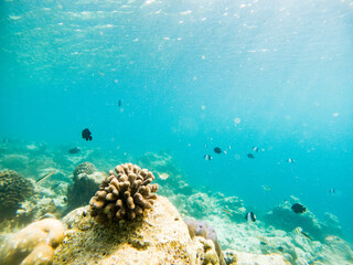 corals and tropical fish underwater sea life