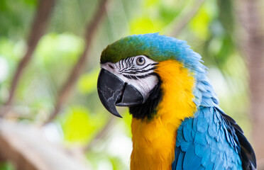 beautiful Blue-and-Yellow Macaw in rainforest