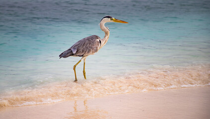 great Blue Heron by the sea